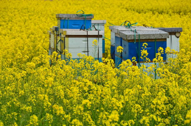 istock Bee hives in a canola field 1063715404