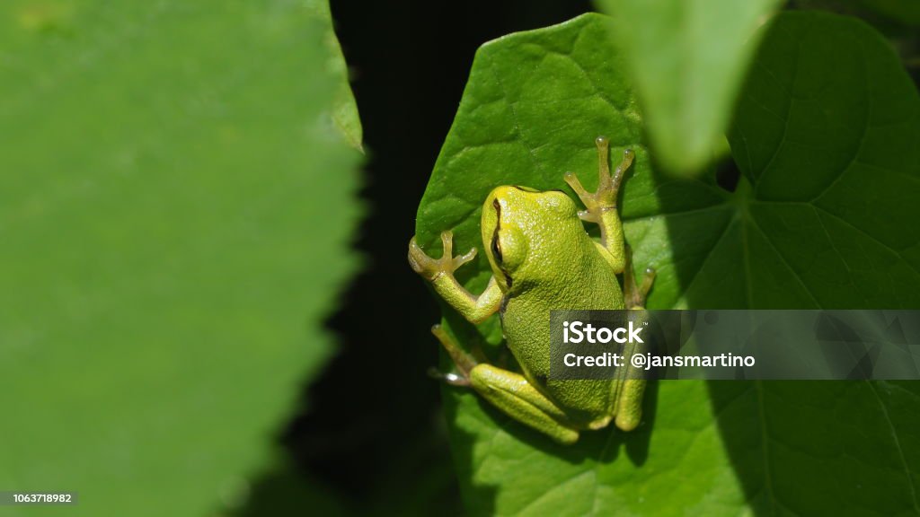 Grüner Frosch auf Blatt - Lizenzfrei Grasfrosch Stock-Foto