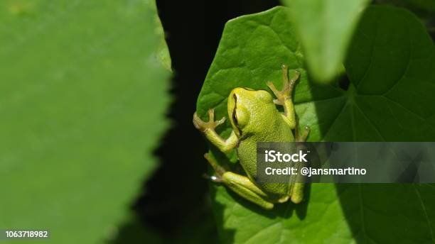 Grüner Frosch Auf Blatt Stockfoto und mehr Bilder von Grasfrosch - Grasfrosch, Amphibie, Belgien