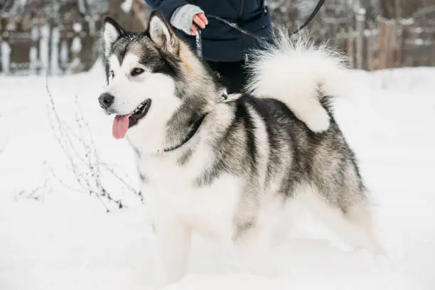 Photo of Alaskan Malamute Playing Outdoor In Snow, Winter Season. Playful Pets Outdoors