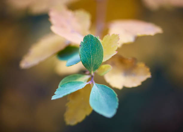 istock Autumn leaves in the forest 1063721768