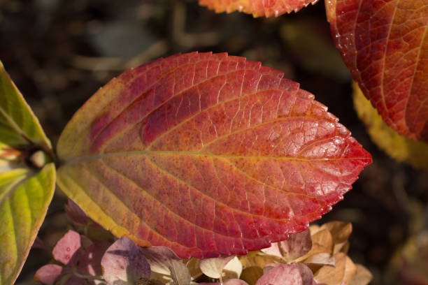 istock dry Autumn time leaves in view 1063722280