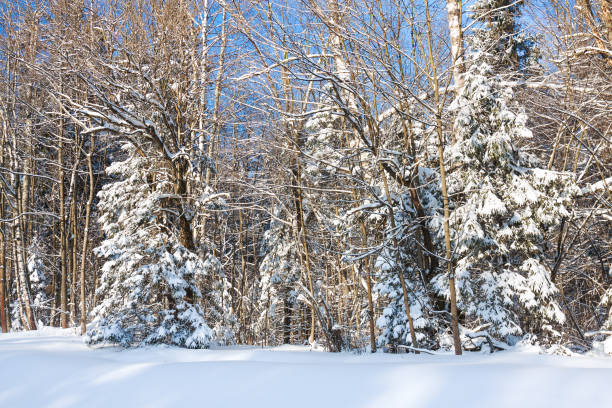 istock winter rural landscape with forest and trees covered with snow 1063724876