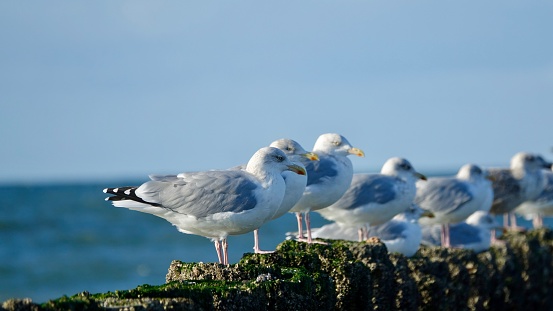 shows a seagull standing near the port