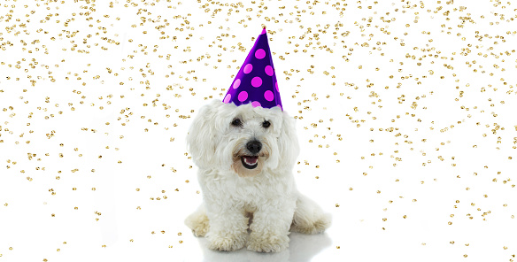 CUTE MALTESE DOG CELEBRATING A BIRTHDAY PARTY WITH POLKA DOT PURPLE AND PINK HAT. ISOLATED AGAINST WHITE BACKGROUND WITH GOLDEN CONFETTI
