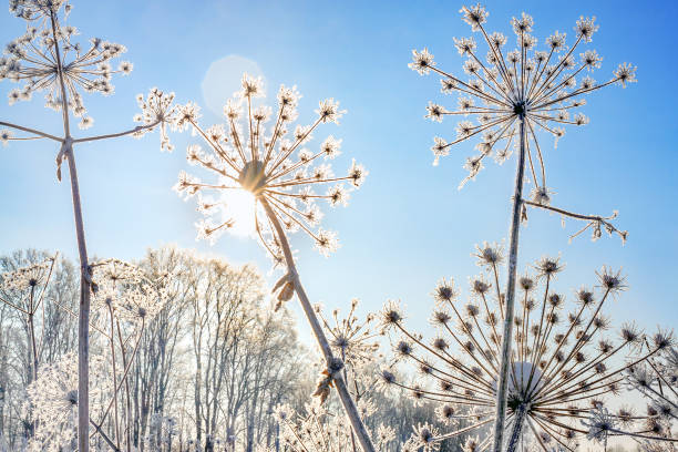 plant bedekt met sneeuw tegen blauwe hemel - dry january stockfoto's en -beelden