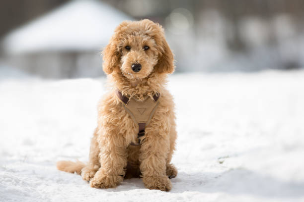 Poodle puppy sitting in the snow Poodle puppy in the snowy Vienna Woods, Austria - Pudelwelpe im verschneiten Wienerwald, Österreich vienna woods stock pictures, royalty-free photos & images