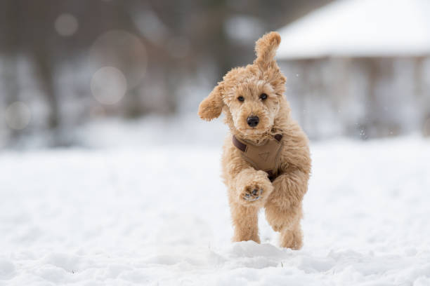 Poodle puppy is jumping in the snow Poodle puppy in the snowy Vienna Woods, Austria - Pudel Welpe im verschneiten Wienerwald, Österreich vienna woods stock pictures, royalty-free photos & images