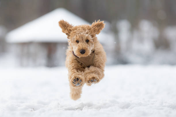 chiot caniche est de sauter dans la neige - pets winter horizontal outdoors photos et images de collection