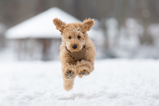 Poodle puppy in the snowy Vienna Woods, Austria - Pudel Welpe im verschneiten Wienerwald, Österreich