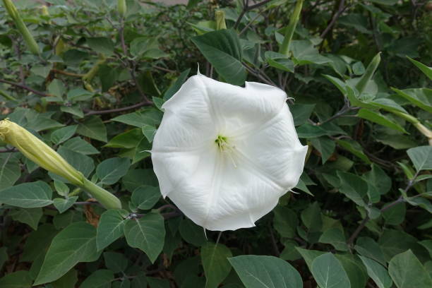 Close view of white flower of Datura innoxia Close view of white flower of Datura innoxia datura meteloides stock pictures, royalty-free photos & images