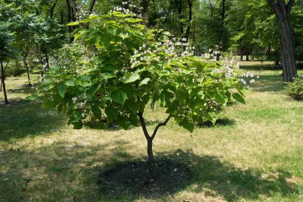 Young catalpa tree in bloom in the garden