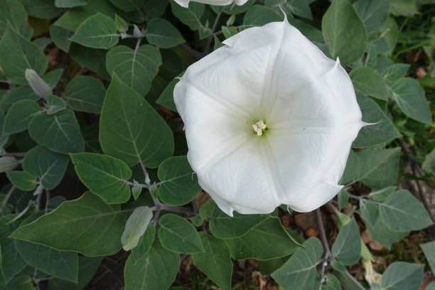 Closeup of white flower of Datura innoxia Closeup of white flower of Datura innoxia datura meteloides stock pictures, royalty-free photos & images