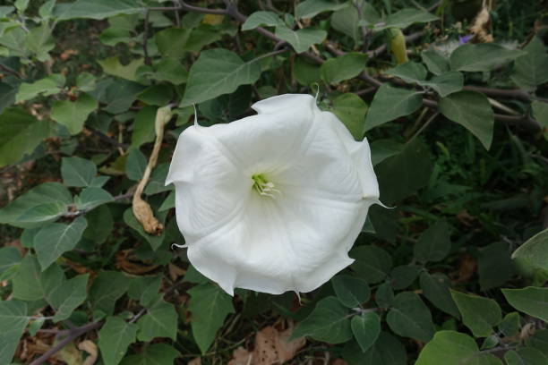 Big white flower of Datura innoxia in August Big white flower of Datura innoxia in August datura meteloides stock pictures, royalty-free photos & images