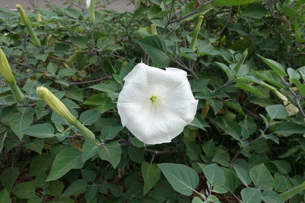 Buds and white flower of Datura innoxia Buds and white flower of Datura innoxia datura meteloides stock pictures, royalty-free photos & images