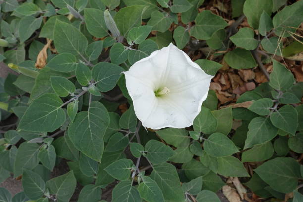 Foliage and white flower of Datura innoxia in August Foliage and white flower of Datura innoxia in August datura meteloides stock pictures, royalty-free photos & images