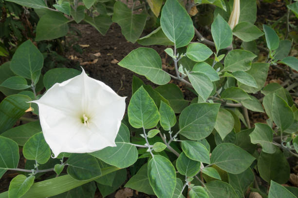 One pure white flower of Datura innoxia One pure white flower of Datura innoxia datura meteloides stock pictures, royalty-free photos & images
