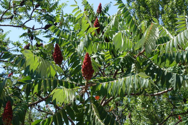 istock Fruit clusters and leafage of Rhus typhina against blue sky 1063727972