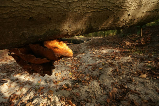 Touchwood on a dead tree trunk in an autumn forest with striking sunlight