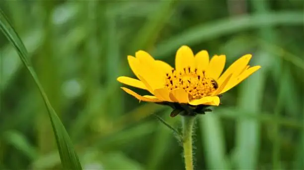 A yellow cosmos in macro