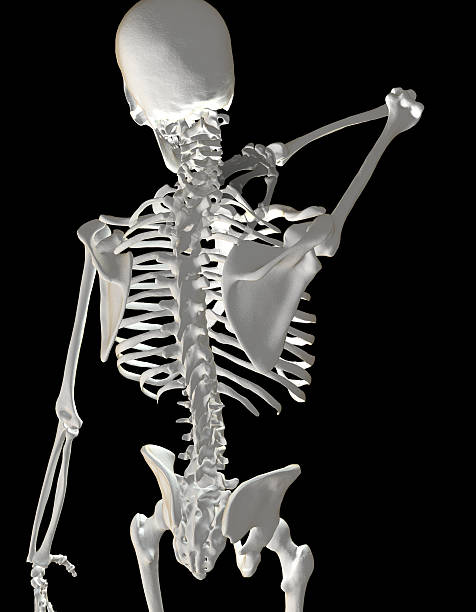 szkielet człowieka wyświetlono ból szyi - backache lumbar vertebra human spine posture zdjęcia i obrazy z banku zdjęć