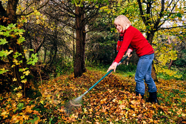 480+ Old Woman Raking Leaves Stock Photos, Pictures & Royalty-Free ...