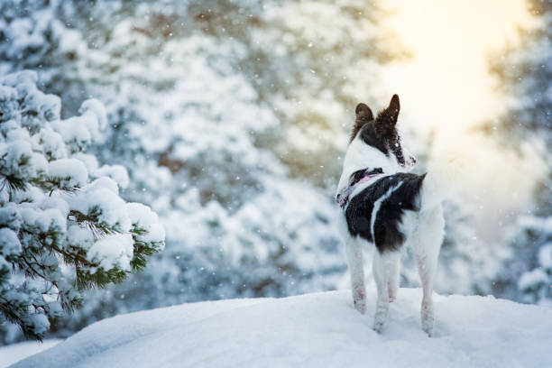 Black and white dog playing in snowy forest, enjoying the weather. Beautiful winter landscape with trees in snow.