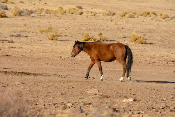 istock Brown wild mustang  in the desert 1063736622