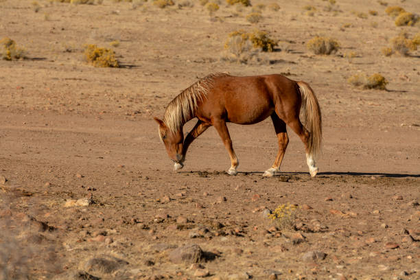 istock Brown wild mustang  wondering in the desert 1063736660