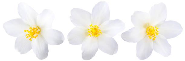 Jasmine flowers isolated on white background