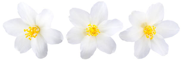 flores de jasmim isoladas no fundo branco - flower head bouquet daisy petal - fotografias e filmes do acervo