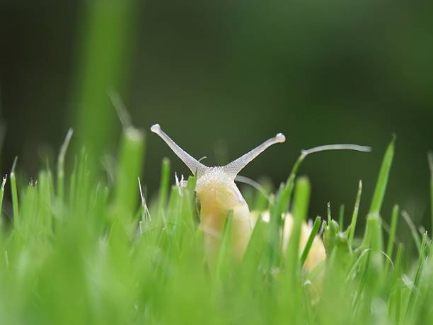 Curioso Caracol - foto de acervo