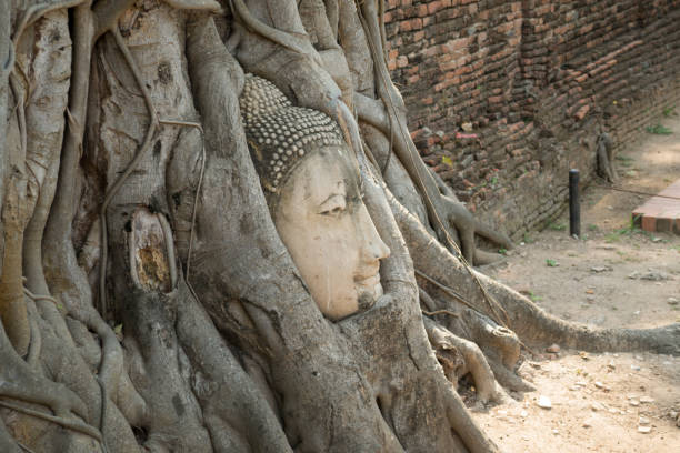 istock Side view of Buddha head embedded in banyan tree roots 1063743314