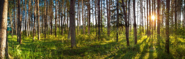 istock landscape with forest and sun, panorama 1063745400