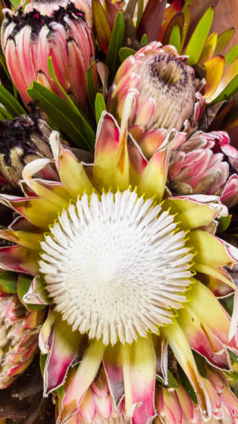 istock Protea blossoms in a bouquet 1063746210