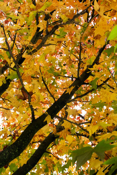 istock beautiful autumn tree on a park 1063747566