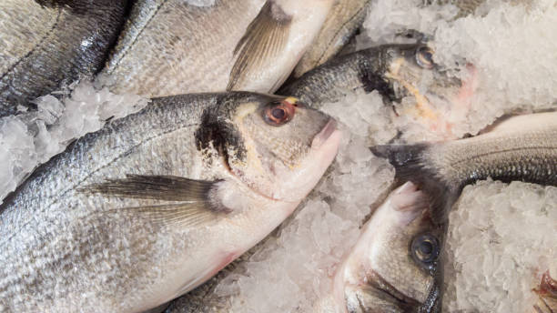 istock gilthead fish - fresh in ice on market 1063747648