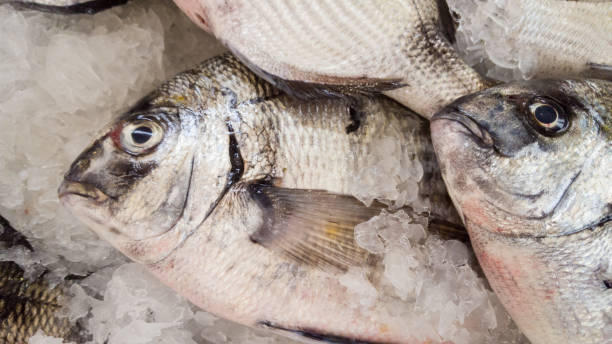 istock gilthead fish - fresh in ice on market 1063747724