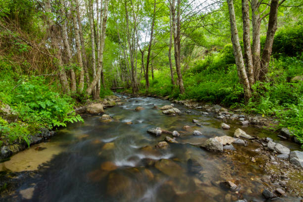 istock healthy forest with a stream of water 1063747744