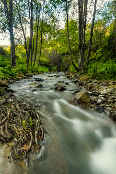 istock healthy forest with a stream of water 1063747794