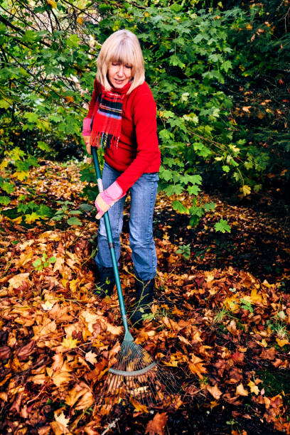 istock Woman raking autumn leaves 1063747930