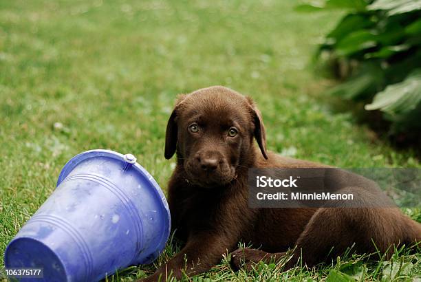 Czekoladowy Labrador Szczenię - zdjęcia stockowe i więcej obrazów Bez ludzi - Bez ludzi, Brązowy, Czarny kolor