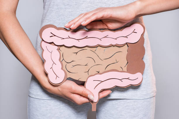 vue partielle de la femme tenant le papier fabriqué à gros intestin sur fond gris - système digestif humain photos et images de collection