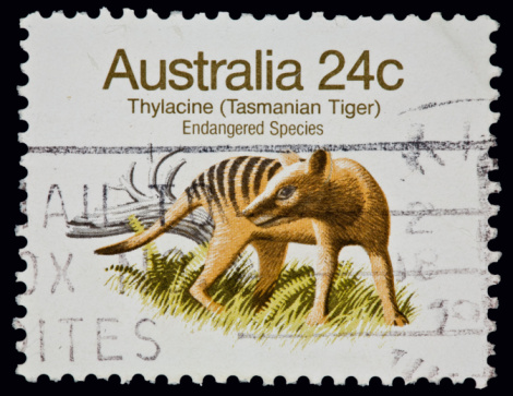 AUSTRALIA  CIRCA 1966: a stamp printed in Australia shows image of Yellow-tayled Thornbill, a typical bird in eastern and south-eastern Australia. Australia, circa 1966