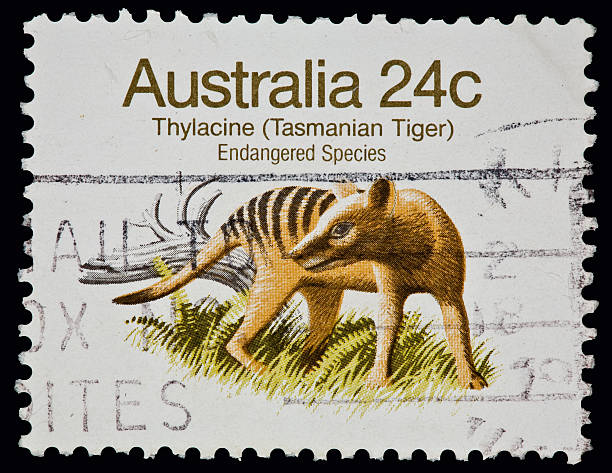Tasmanian Tiger  tasmanian stock pictures, royalty-free photos & images