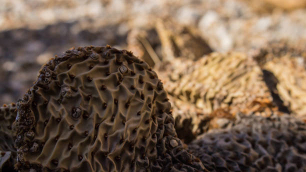 istock Crazy Texture of a Cactus - 2 1063754250