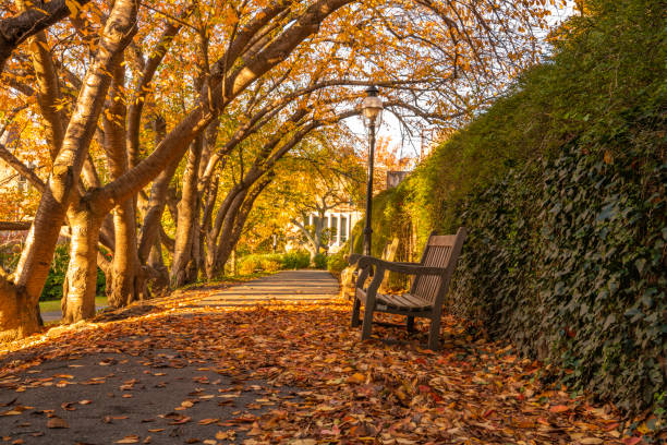 Peaceful autumn scenery in Princeton, New Jersey featuring fallen leaves on the foreground
