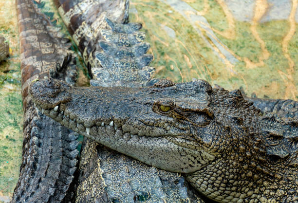 istock Crocodile in the farm 1063755476