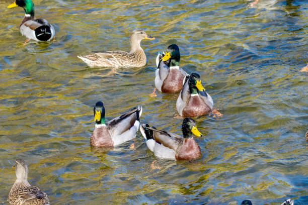 istock wild ducks swim around the pond in the park 1063755500