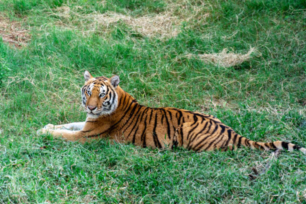 istock sad tiger cub lies on the grass 1063755566
